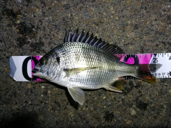 南港カモメ大橋ヘチ釣行 （キビレ40cm、27cm 釣果）