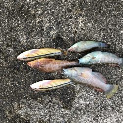 鳴門の小魚調査