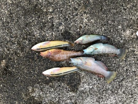 鳴門の小魚調査