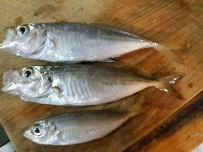 太刀魚釣り　～リベンジマッチ～