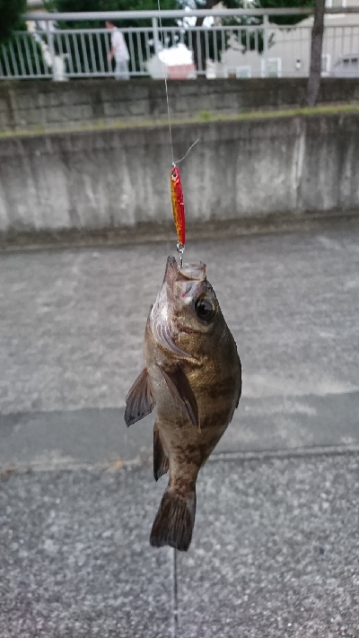 マイクロジギング 兵庫県 瀬戸内海側 大蔵海岸 ショアジギング メバル 陸っぱり 釣り 魚釣り 釣果情報サイト カンパリ