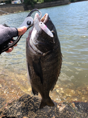 夏はチヌトップ！