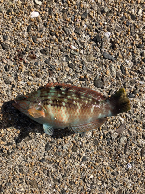 親父たちの釣行 第6弾