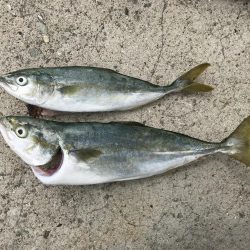 今年初の青物