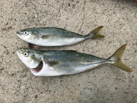 今年初の青物