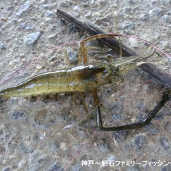 テナガエビはシーズン終わり？