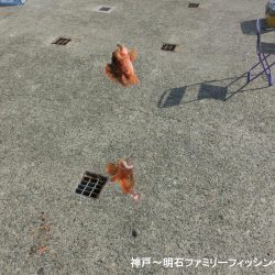 猛暑の中で11目釣り