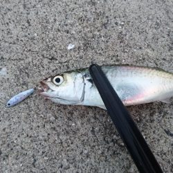 サビキでアジ釣れてます