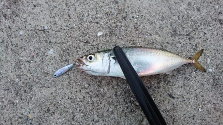 サビキでアジ釣れてます