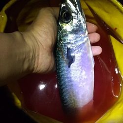 サバ釣り再開、やっと釣れた！