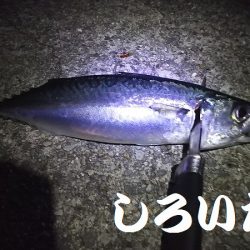 大サバ釣り。またまた、やらかしました！