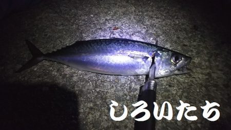 大サバ釣り。またまた、やらかしました！