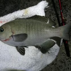 南港カモメ大橋釣行 （キビレ34cm、小メジナ釣果）