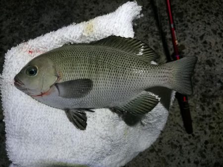 南港カモメ大橋釣行 （キビレ34cm、小メジナ釣果）