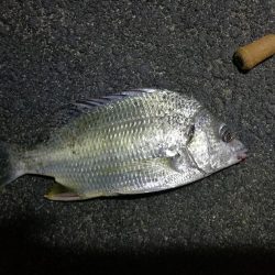 南港フェリーヘチ釣り （キビレ33cm,32cm、小ガシラ釣果）