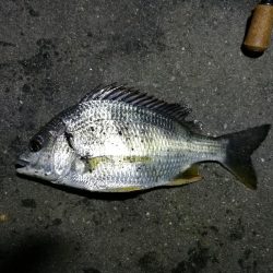 南港カモメ大橋釣行 （まぁまぁ甘々～小キビレ釣果）