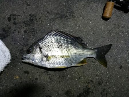 南港カモメ大橋釣行 （まぁまぁ甘々～小キビレ釣果）