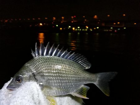 南港フェリーヘチ釣り （キビレ39ｃｍ釣果他）