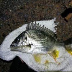 南港フェリーのヘチ釣り （小キビレ釣果のみです）