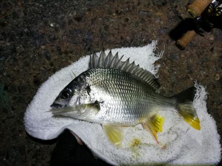 南港フェリーのヘチ釣り （小キビレ釣果のみです）