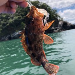 根魚