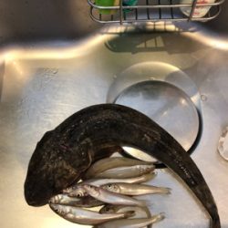 ちょい投げと泳がせ釣り