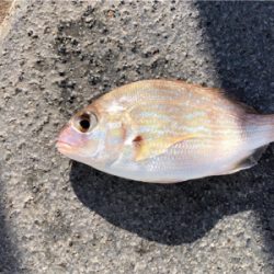 ゆうまづめ前のサビキ釣果♪