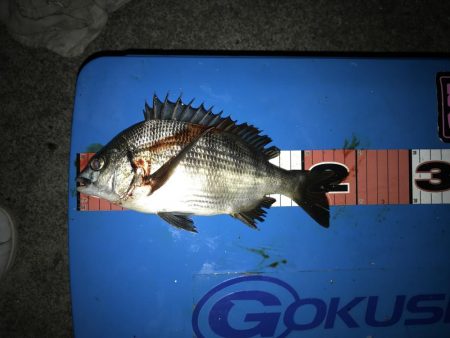 豊洲周辺 ヘチ釣り フッコ、カイズ