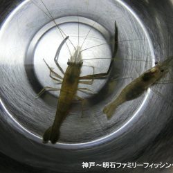 テナガエビはシーズン終わり？