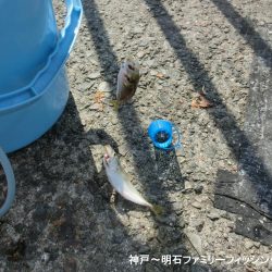 猛暑の中で11目釣り