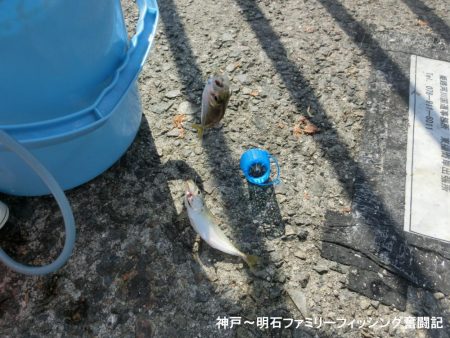 猛暑の中で11目釣り