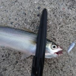 サビキでアジ釣れてます