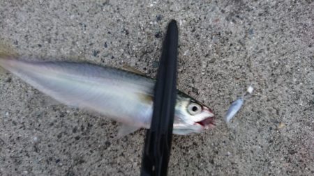 サビキでアジ釣れてます