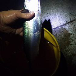 サバ釣り再開、やっと釣れた！