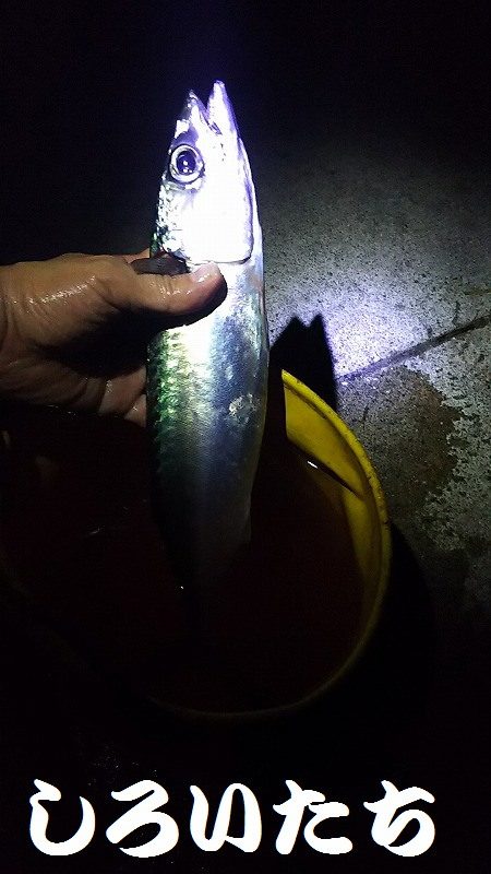 サバ釣り再開、やっと釣れた！