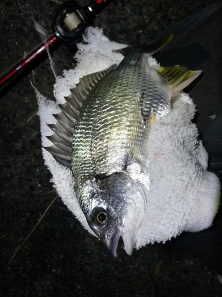 南港カモメ大橋釣行 （キビレ34cm、小メジナ釣果）