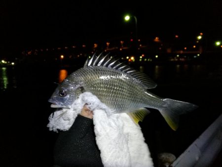 南港フェリーのヘチ釣り （小キビレ釣果のみです）