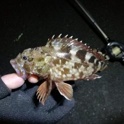 南港フェリーのヘチ釣り （小キビレ,小ガシラ釣果）