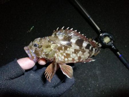 南港フェリーのヘチ釣り （小キビレ,小ガシラ釣果）