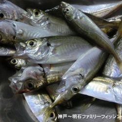 猛暑の中で11目釣り