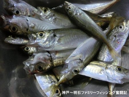 猛暑の中で11目釣り