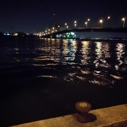 南港カモメ大橋釣行 （キビレ34cm、小メジナ釣果）