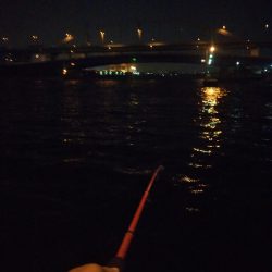 南港フェリーターミナルで夜釣り