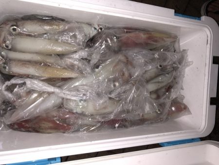 幸風（さちかぜ） 釣果