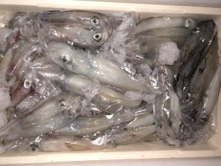 幸風（さちかぜ） 釣果