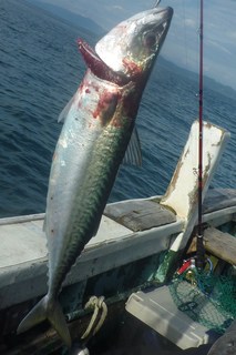 松福丸 釣果