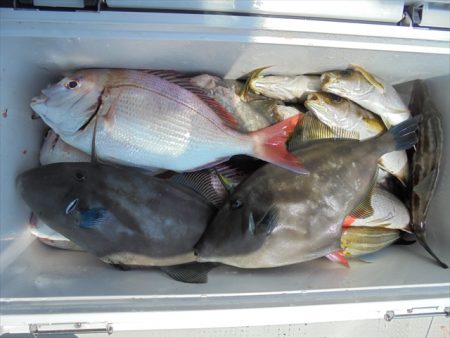 ＨＡＲＵＫＡ丸　はるかまる 釣果