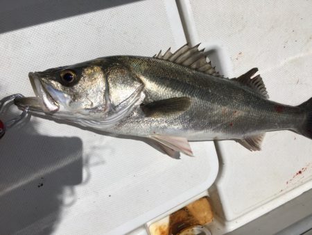 うさぎ丸 釣果