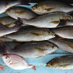 明神釣船 釣果