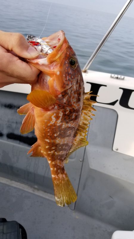 珀宝丸 釣果